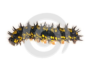 Yellow and black caterpillar isolated on white