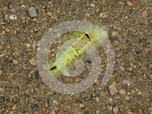 Yellow black caterpillar of a pale tussock butterfly falter