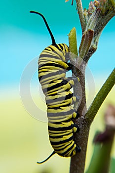 Yellow and black caterpillar on turquoise background photo