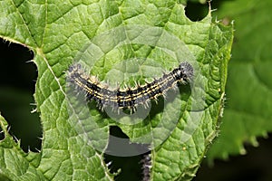 Yellow and black caterpillar; vanessa urticae