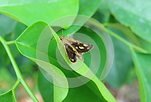 Yellow and Black Color Butterfly Resting on Vibrant Green Leaf