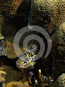 A yellow and black coloured chain moray, Corporal Meiss, Bonaire