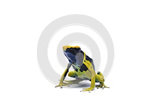 Yellow-black dart frog isolated on white background