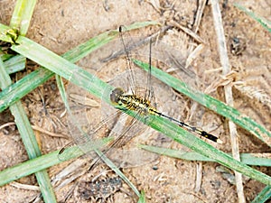 Yellow black dragon fly on grass