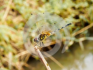 Yellow black dragon fly on wood