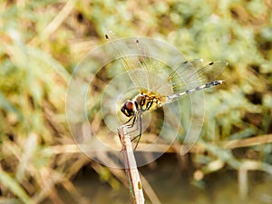 Yellow black dragon fly on wood