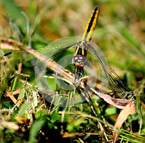 Yellow and black dragonfly