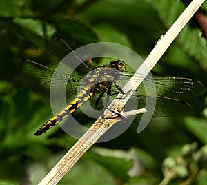 The yellow and black dragonfly is sitting on the dry stalk of grass.