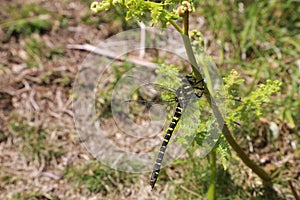 Yellow and black dragonfly on a twig