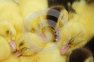 Yellow and black ducklings sleeping