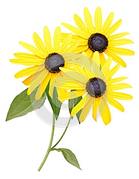 Yellow black eyed susan flower isolated white