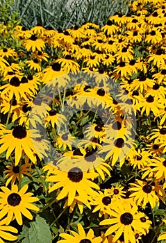 Yellow black-eyed susan flowers in a field 