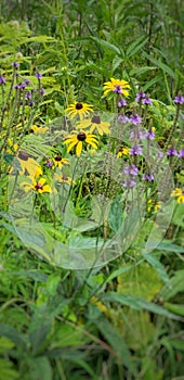Yellow black-eyed susan flowers & purple wild flowers in a field 