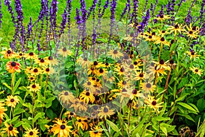 Yellow Black-Eyed Susan`s in a Flower Garden