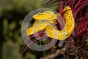 A yellow and black eyelash pit viper