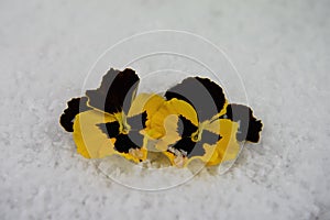 Winter season photography image of yellow and black pansy flowers in snow taken on South coast England UK from my garden