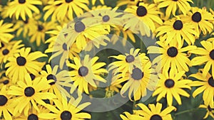 yellow black flowers of rudbecia hirta or black eyed Susan plant