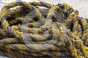 Yellow and Black Frayed Rope