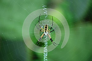 Yellow and Black Garden Spider