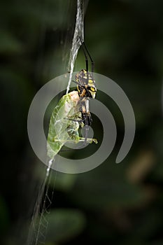 Yellow and black garden spider with food