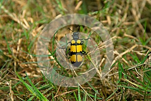 Yellow black grass insects