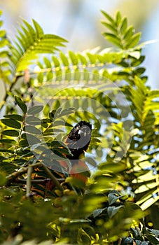 Yellow and black hooded oriole Icterus cucullatus