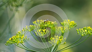 Yellow-black hoverfly on fennel flowers