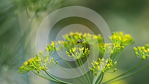 Yellow-black hoverfly on fennel flowers