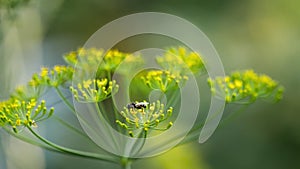 Yellow-black hoverfly on fennel flowers