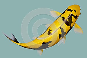 Yellow Black koi fish