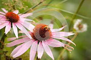 Yellow black large bumblebee crawls on red pink Echinacea flower and pollinates