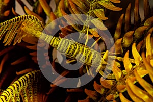 yellow black leopard crinoid shrimp