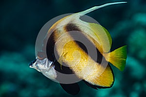 yellow black longfin bannerfish fish