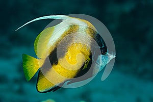 yellow black longfin bannerfish fish