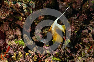 yellow black longfin bannerfish fish