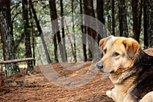 Yellow/black mixed breed dog lying in ground looking with atention into forest