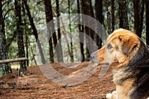 Yellow/black mixed breed dog lying in ground looking with atention to a deep pine forest