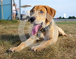 Yellow Black Mouth Cur puppy dog