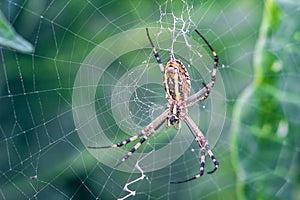 Yellow-black orb-weaver spider. Argiope Bruennichi, or the wasp-spider on the web, cobweb against green natural background, closeu