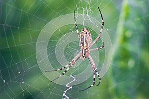 Yellow-black orb-weaver spider. Argiope Bruennichi, or the wasp-spider on the web, cobweb against green natural background, closeu