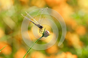 Yellow black pattern dragon fly close up