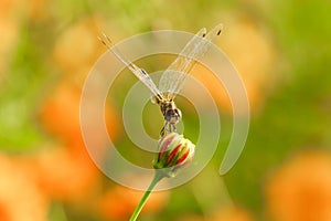 Yellow black pattern dragon fly close up