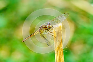 Yellow black pattern dragon fly close up