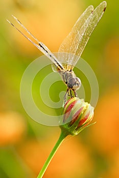 Yellow black pattern dragon fly close up