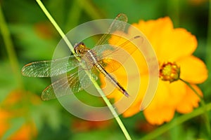 Yellow black pattern dragon fly close up