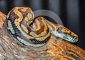 Yellow and black python in a tree