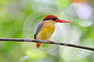 Yellow black and red bird (Black backed Kingfisher