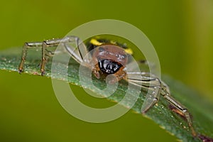 Yellow black and red crab spider