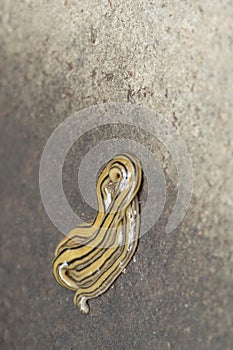 Yellow and black Ribbon worms, Dolichoplana striata