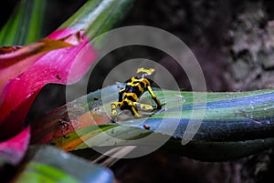 Yellow-black sacred tree-eye in the aquarium